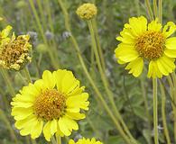 Encelia actoni