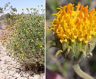 Encelia frutescens