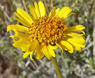 Encelia virginensis