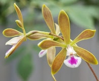 Encyclia tampensis