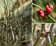 Ephedra antisyphilitica