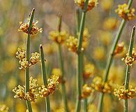 Ephedra aspera