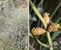 Ephedra californica