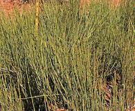 Ephedra cutleri