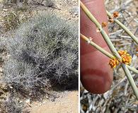 Ephedra funerea