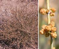 Ephedra nevadensis