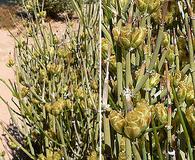 Ephedra torreyana