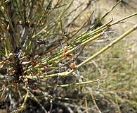 Ephedra trifurca