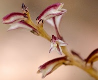 Epifagus virginiana