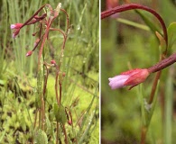 Epilobium anagallidifolium