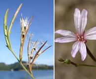 Epilobium brachycarpum