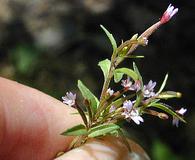 Epilobium campestre