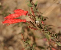 Epilobium canum