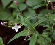 Epilobium coloratum