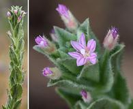 Epilobium densiflorum