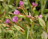 Epilobium glaberrimum