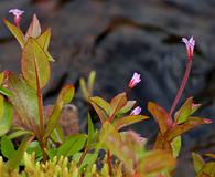 Epilobium hornemannii