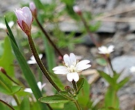 Epilobium leptocarpum