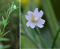 Epilobium leptophyllum