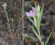 Epilobium minutum