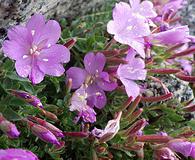 Epilobium obcordatum