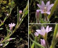 Epilobium pallidum