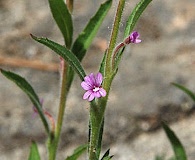 Epilobium torreyi