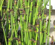 Equisetum X ferrissii