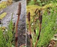 Equisetum arvense