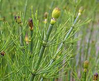 Equisetum fluviatile