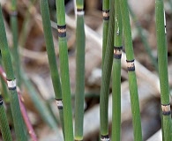 Equisetum hyemale