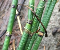 Equisetum praealtum