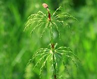 Equisetum pratense