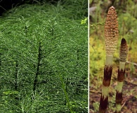 Equisetum telmateia