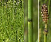 Equisetum variegatum