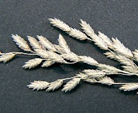 Eragrostis atrovirens