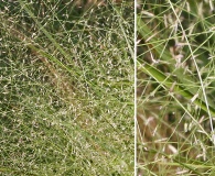 Eragrostis elliottii