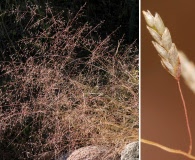 Eragrostis intermedia