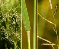 Eragrostis lehmanniana