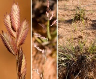 Eragrostis secundiflora