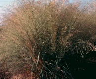 Eragrostis trichodes