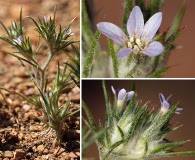 Eriastrum brandegeeae