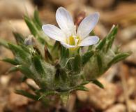 Eriastrum diffusum