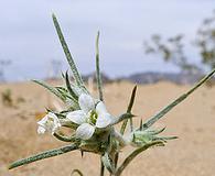 Eriastrum harwoodii