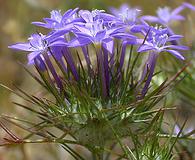 Eriastrum pluriflorum