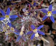 Eriastrum sapphirinum