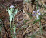 Eriastrum signatum