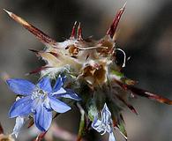 Eriastrum sparsiflorum