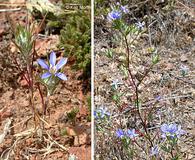 Eriastrum virgatum