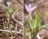 Eriastrum wilcoxii